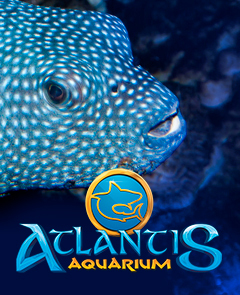 Aquarium Atlantis - Groupe Scolaire
